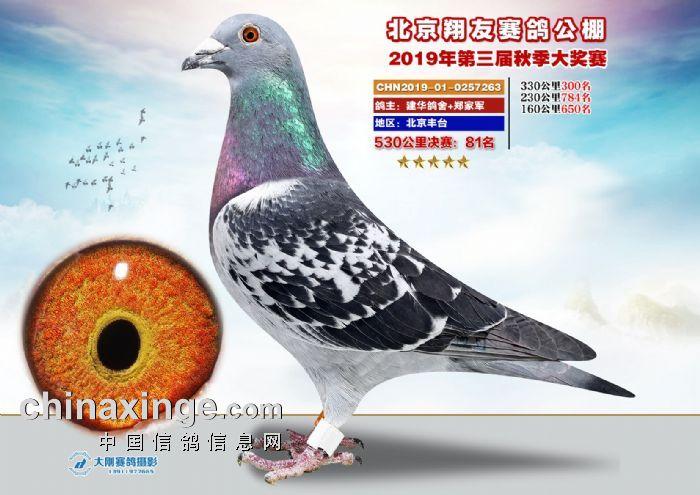 翔友赛鸽公棚最新公告缩略图