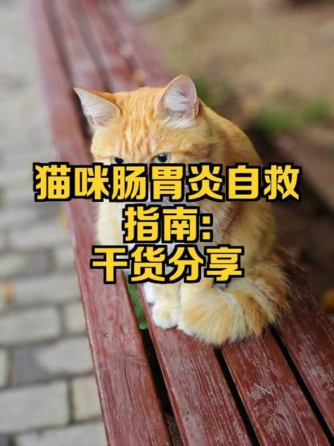 猫拉肚子怎么回事