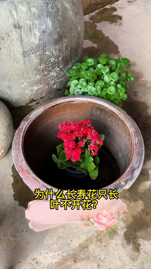 什么花只开花不结果