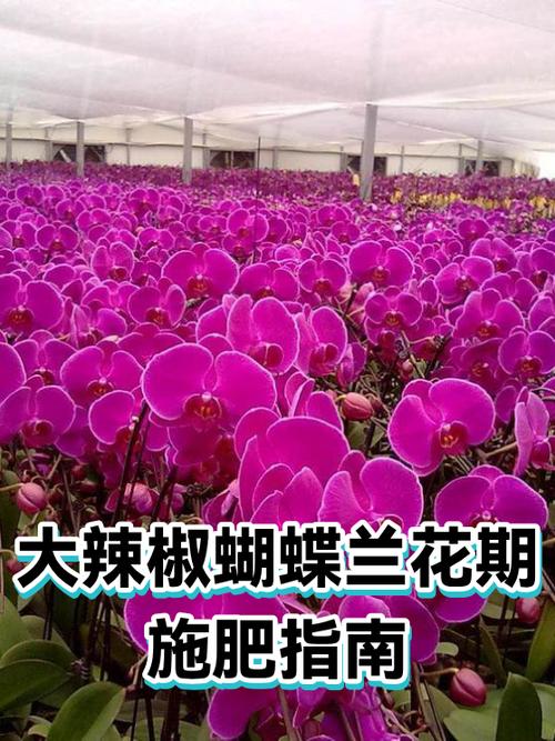 蝴蝶兰一年开几次花缩略图