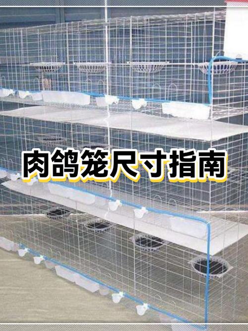三种人不宜养鸽子