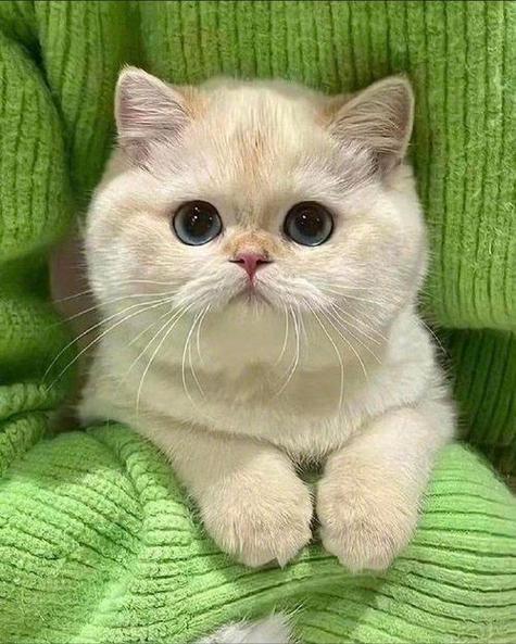 最萌的猫