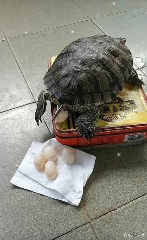 鸡蛋里面的小白点是什么东西