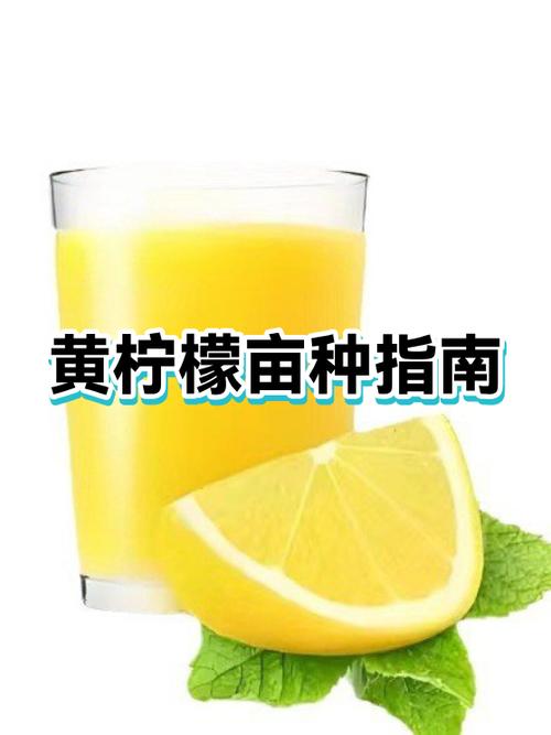 一亩柠檬可以赚多少钱