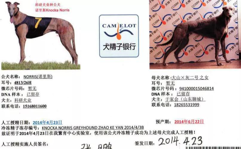 澳洲原版格力犬种公诺里斯