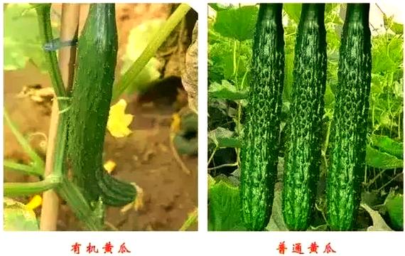 有机菜和普通菜的区别