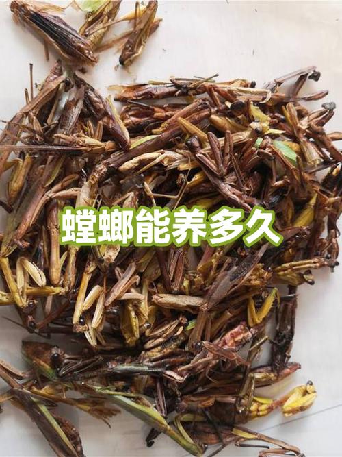 螳螂1-32集全集免费看