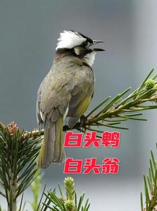 白鸟叫声大全100种