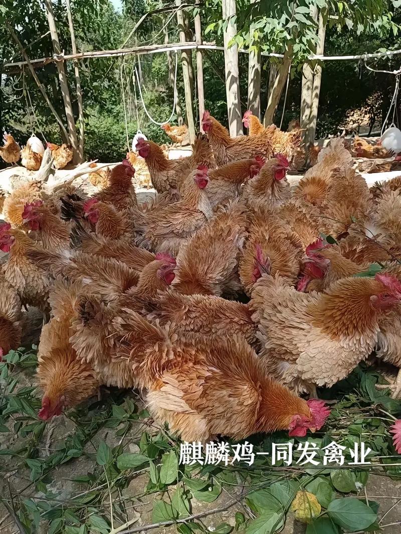 翻毛鸡的药用和功效