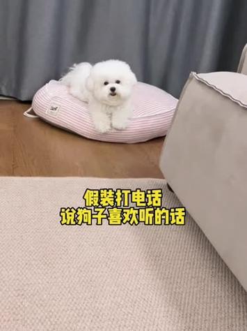 比熊出电话