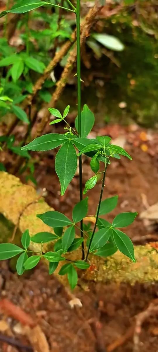 野生中草药大全