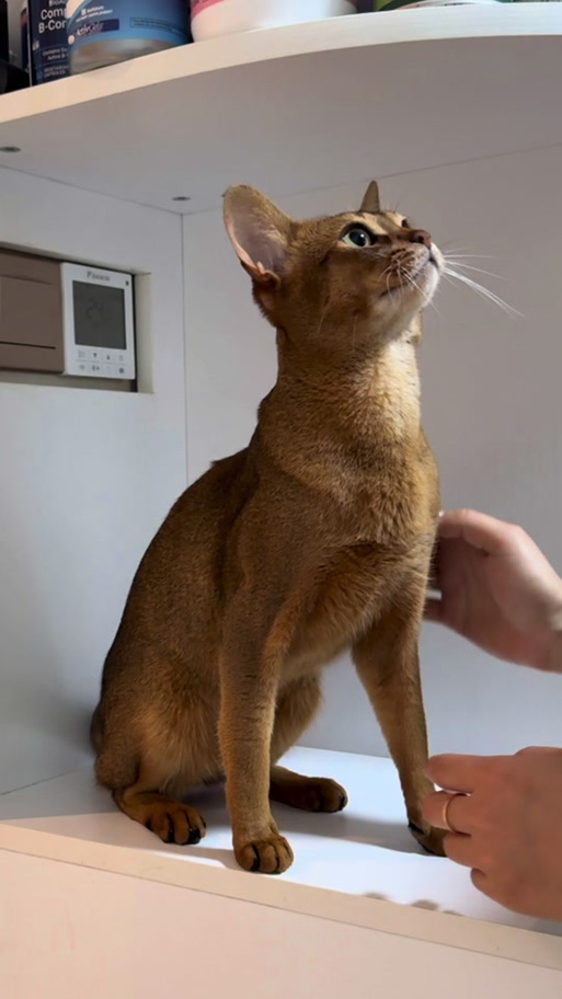 埃及猫咪图片图标
