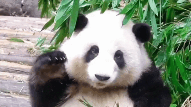 你比我猜熊猫头像的app