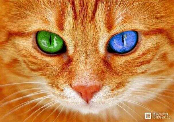 猫眼晚上为什么是亮的