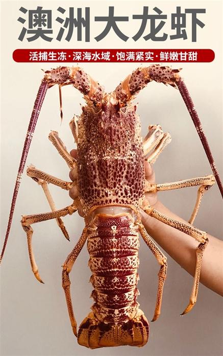 大龙虾高清图片