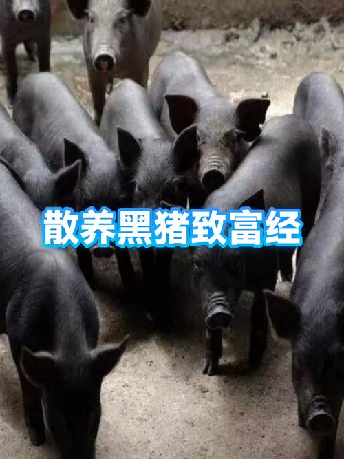 致富经在山上养黑猪
