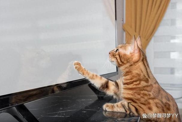 猫爱看电视