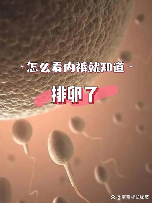 怎么知道自己排卵了