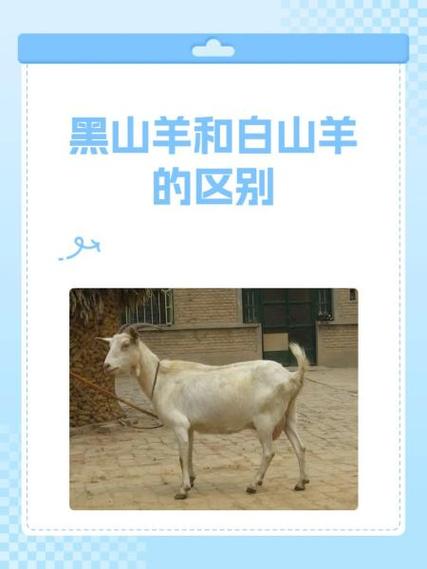 黑山羊好还是白山羊好