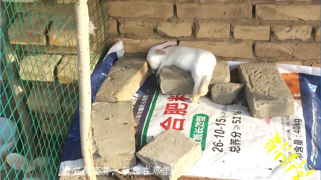 用砖头自制兔子窝图片