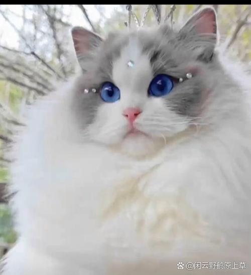 布偶猫有攻击性吗截图