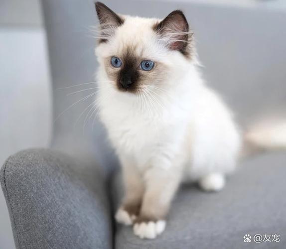 布偶猫怀孕多久生