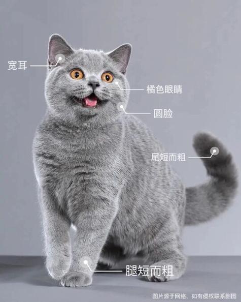 蓝猫香烟价格及图片