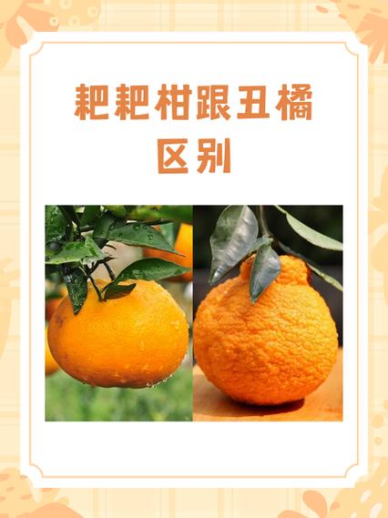 丑橘皮里面的白瓤可以吃吗