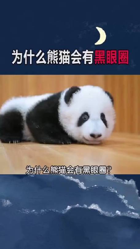 微博好友的熊猫来我这蹭能量