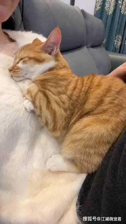 猫咪爱主人表现