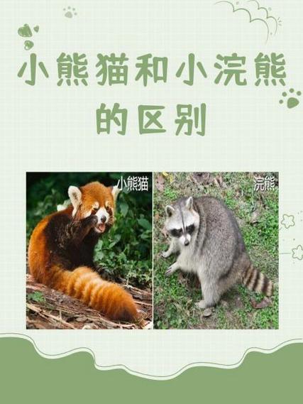 小熊猫 浣熊 区别