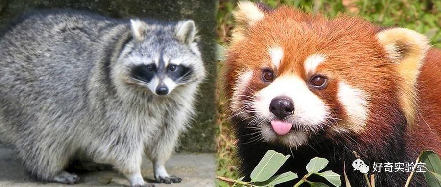 干脆面上是小熊猫还是浣熊