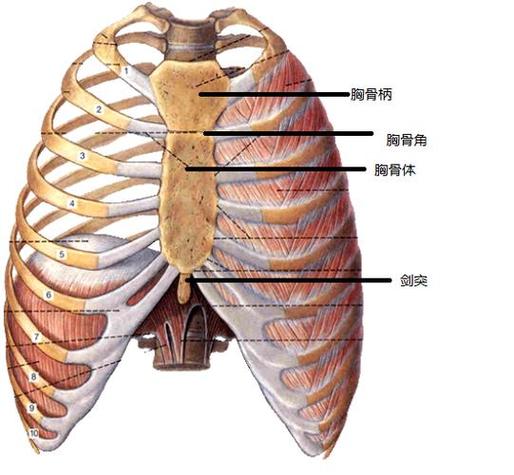 胸廓中间位置
