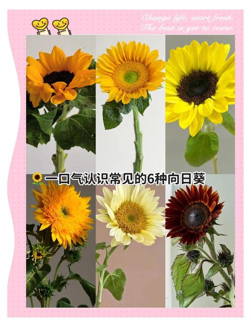 向日葵具有哪些优秀品质