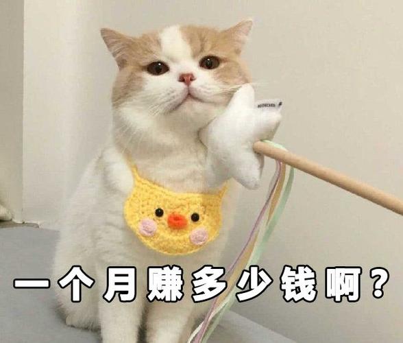 猫咪赚