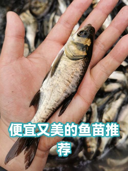 10元一箱孔雀鱼
