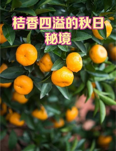 橘香怎么下苹果版