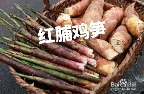 笋的三个高级叫法