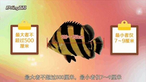 虎鱼品种图片及价格