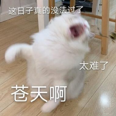 真天的表情包