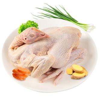 仔鸡是什么鸡