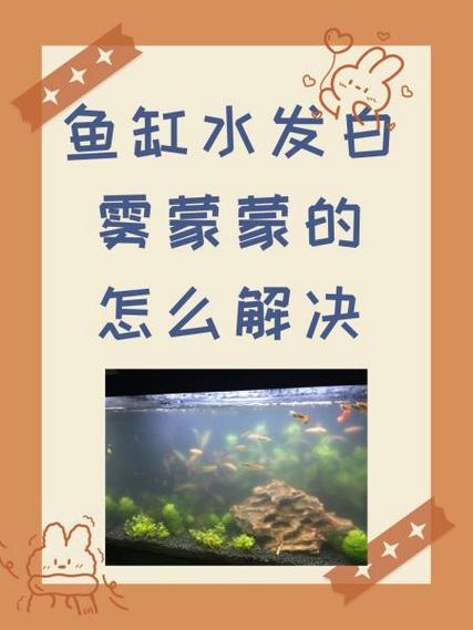 鱼缸水变得白蒙蒙的怎么能解决