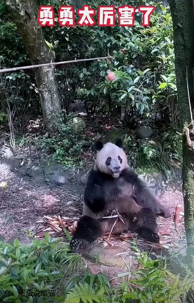 养熊猫赚钱的app