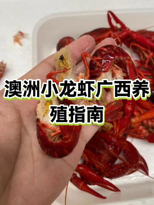 广西养虾赚钱吗