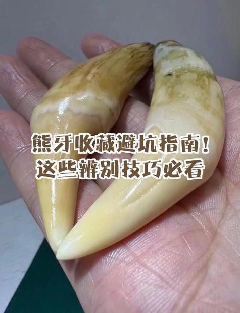 小熊真假辨别方法截图