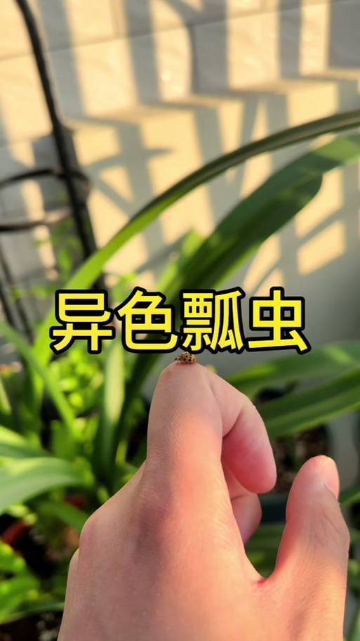 鞘翅怎么往上飞