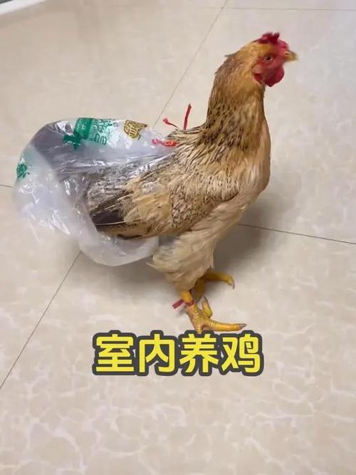 怎么养鸡赚钱缩略图