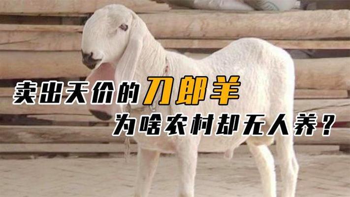 哪里有小羊卖游戏截图