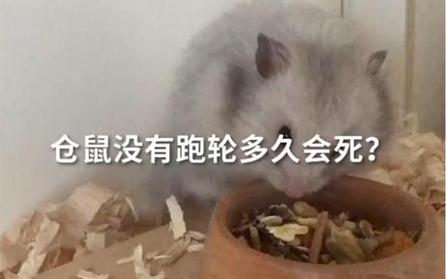 仓鼠没有跑轮会死吗