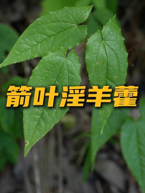 淫羊藿是什么植物的叶子